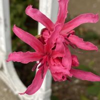 ガーベラ,ガーベラ,シュンギク,シュンギク,ネリネの画像