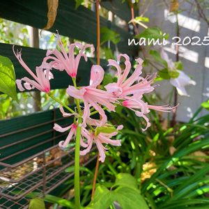 ネリネ,ダイヤモンドリリー,球根,植えっぱなし,放置栽培の画像