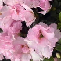 アザレアの画像