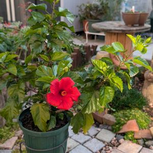ハイビスカス,ハイビスカス,ウッドデッキ,鉢管理,軒下管理の画像