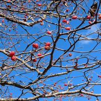 ガマズミ,ナナカマド,ウラジロノキ,カラスウリ（烏瓜）,神戸市立森林植物園での画像