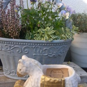 ガーデニング,癒し,花のある暮らし,緑のある暮らし,ハーブのある暮らしの画像