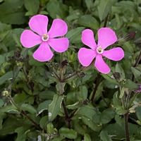 シレネ,ご近所,早朝,散歩での画像