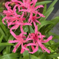 ネリネ,球根植物,今日のお花♪の画像