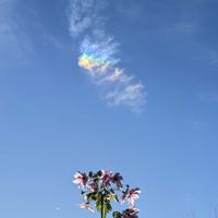 皇帝ダリア,皇帝ダリア,公園の画像