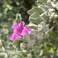 レウコフィラムの画像