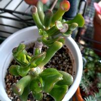 ゴーラム,多肉植物,復活の画像