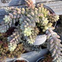 ビアホップ ,多肉植物,おうち園芸,小さな庭の画像