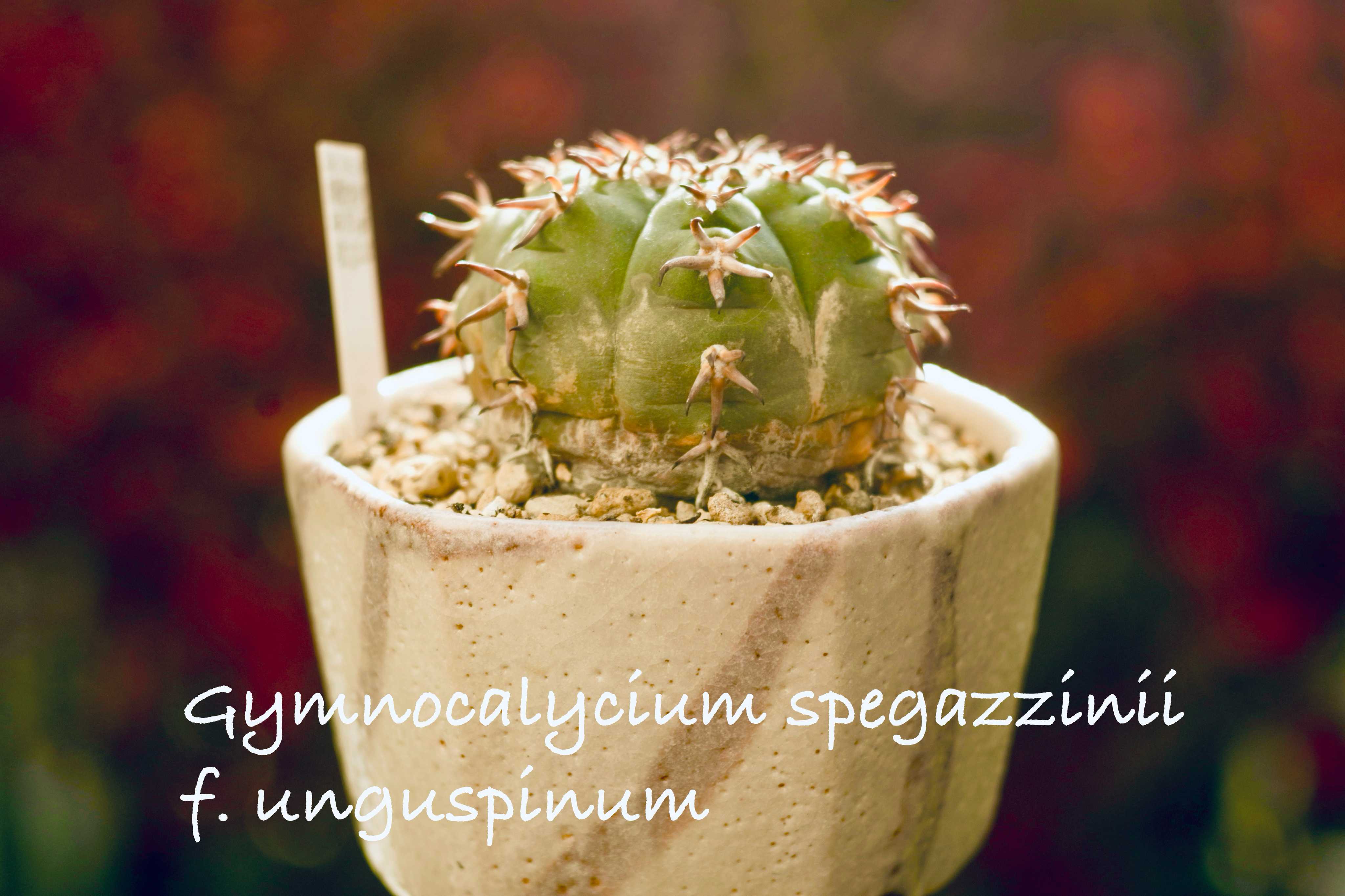 短刺天平丸の一覧｜🍀GreenSnap（グリーンスナップ）