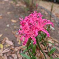 ツルバキア,トウゴマ,ネリネ,ダイヤモンドリリー,コウテイダリアの画像