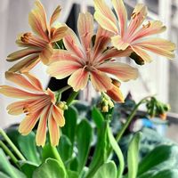 レウィシア,素敵な出会いに感謝,優しい色合い♡,深まる秋,マイ♡ガーデンの画像