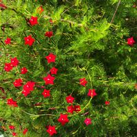 ルコウソウの画像