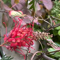 グレビレア,はな,グレビレアロビンゴードン,オージープランツ,花好きさんと繋がりたいの画像