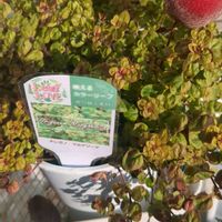 オレガノ,オレガノ マルゲリータ,かわいい,お庭,癒しの画像