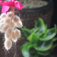 ポインセチア,ラグラス,窓辺の植物たち,花のある暮らし,わが家の観葉植物❢の画像