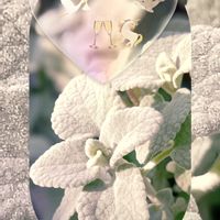 フジバカマ,バロータ,エノコログサ,癒し,モフモフの画像