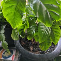 コーヒーの木の画像