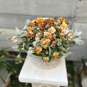 アリッサム,ビオラアプリコットアンティーク,ビオラ しんしん,シロタエギク ニュールック,ビオラ ゆうやけの画像