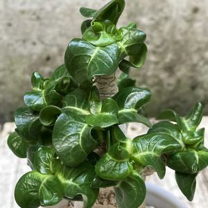 アデニウム,アデニウム 獅子葉,アデニウム ドーセット ホーン,アデニウム DHA,多肉植物の画像