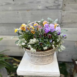 アリッサム,シロタエギク,ビオラ フロステッドチョコレート,ビオラ かすみ,ビオラ　とんとんの画像