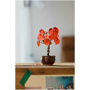 ツタ(蔦),ツタ(蔦),盆栽,陶器,ミニ盆栽の画像