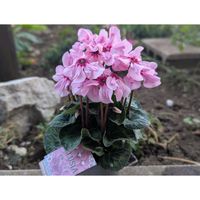 ドラゴンフルーツ,ドラセナ,パイナップル,ハイビスカス,フウリンブッソウゲの画像