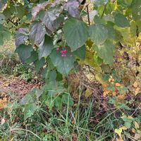 ハナモモ,アブチロン (チロリアンランプ),アブチロン (チロリアンランプ)の画像