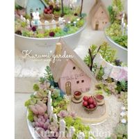 エケベリア,セダム寄せ,多肉植物 寄せ植え,箱庭,箱庭 多肉植物の画像