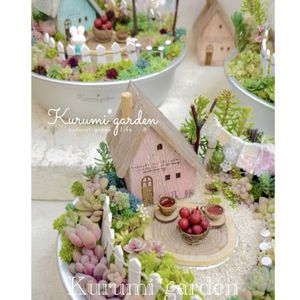 エケベリア,セダム寄せ,多肉植物 寄せ植え,箱庭,箱庭 多肉植物の画像