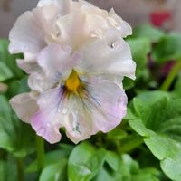 スミレ,スミレ,ニゲラ,ニゲラ,ビオラの画像