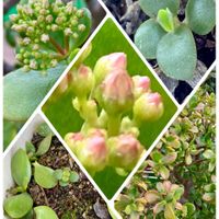 イチゴ,キク,ニラ,小松菜,サニーレタスの画像