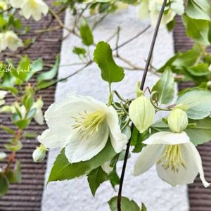 クレマチス,ビオラ,コルジリネ,クレマチス ジングルベル,冬咲きクレマチスの画像