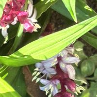 吉祥草,スマホ撮影加工なし,花の15年組,庭の画像