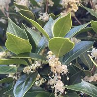 ヤーコン,ヒイラギモクセイ,ヒイラギモクセイ,ヤーコンの花,サンキライ(サルトリイバラ)の画像