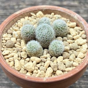 サボテン,レブチア・アルビオーサ,レブチア・アルビオーサ,多肉植物,植え替えの画像