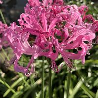 ウメモドキ,ゴンズイ,ネリネ,十月桜,ネリネ(ダイヤモンドリリー)の画像