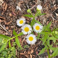 ヒメジョオンの画像