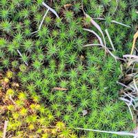 テラリウム,苔リウム,コケリウム,苔 (コケ)の画像