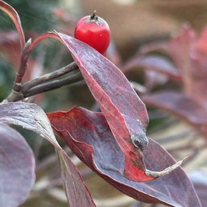 ハナミズキ,エノキ,ハナミズキの実,花水木,ハナミズキの紅葉の画像