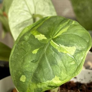 アロカシア,アロカシア斑入り,アロカシア チャイ,観葉植物,成長記録の画像