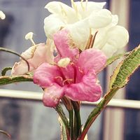 ウツギ,ウツギ,箱根空木（ハコネウツギ）,箱根空木（ハコネウツギ）,公園の画像