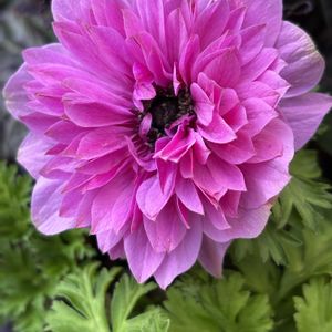 ツメレンゲ,ガーデンシクラメン,エリカ・ホワイトデライト,アネモネ オーロラ,よく咲くスミレ アップルソーダの画像