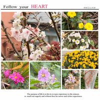 ジャガイモ,小菊,キヅタ,さくら サクラ 桜,キク科の画像