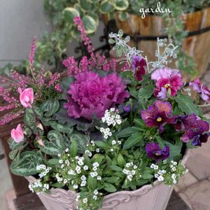 パンジー,ガーデンシクラメン,葉牡丹,寄せ植え,軒下の画像