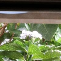 ガクアジサイの画像