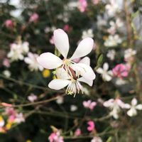 ガウラ,ガウラ,ヤマボウシ,ヤマボウシの実,かわいい♡の画像