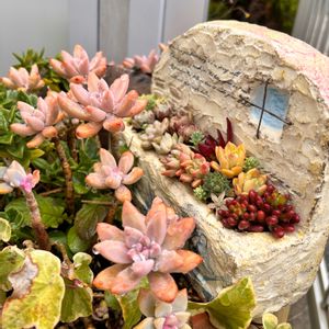 多肉植物,多肉寄せ植え,手作り,リメイク鉢,マイガーデンの画像