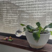 チランジア,グリーンネックレス,モンステラ,リプサリス,アスプレニウムの画像