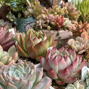 桃太郎,ギロ,エケベリア ピンククルー,多肉植物,多肉寄せ植えの画像