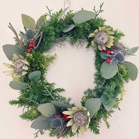 オリーブ,ブルーアイス,シルバーブルニア,ユーカリ ポポラス,ユーカリ ポポラスの画像